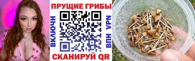 это телеграм Правдинск Псилоцибиновые грибы мухоморы